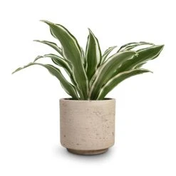 Novi Plant Pot - Grey Washed -Hortology Shop Dracaena fragrans White Jewel Head 12x25cm Novi Plant Pot Grey Washed 15x13.5cm 30716801 5704 459c bb70 5b0ac1175870