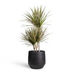 Norell Plant Pot - Black -Hortology Shop Dracaena marginata Bicolour Multi Stem 21x100cm 3 stems Norell Plant Pot Black 29x28cm