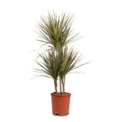 Dracaena Marginata Bicolour - Multi Stem -Hortology Shop Dracaena marginata Bicolour Multi Stem 21x100cm 3 stems