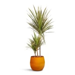 Charlotte Plant Pot - Spiced Ochre -Hortology Shop Dracaena marginata Bicolour Multi Stem 21x110cm 3 stems Charlotte Plant Pot Spiced Ochre 23x20cm