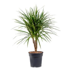Dracaena Marginata Red Edged - Branched -Hortology Shop Dracaena marginata Red Edged Branched 21x75cm