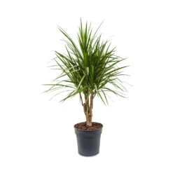 Dracaena Marginata Red Edged - Branched -Hortology Shop Dracaena marginata Red Edged Branched 24x90cm
