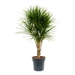 Dracaena Marginata Red Edged - Branched -Hortology Shop Dracaena marginata Red Edged Branched 27x120cm