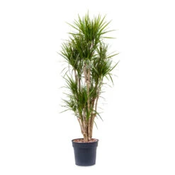 Dracaena Marginata Red Edged - Branched -Hortology Shop Dracaena marginata Red Edged Branched 34x190cm