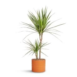 Hadleigh Plant Pot - Amber 14 Hadleigh Plant Pot - Amber -Hortology Shop Dracaena marginata Red Edged Multi Stem 17x75cm Hadleigh Plant Pot Amber 20x17.5cm