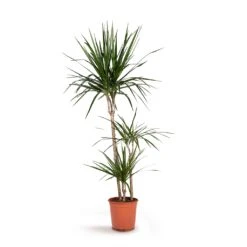 Dracaena Marginata Red Edged - Multi Stem 31 Dracaena Marginata Red Edged - Multi Stem -Hortology Shop Dracaena marginata Red Edged Multi Stem 21x110cm 3stems