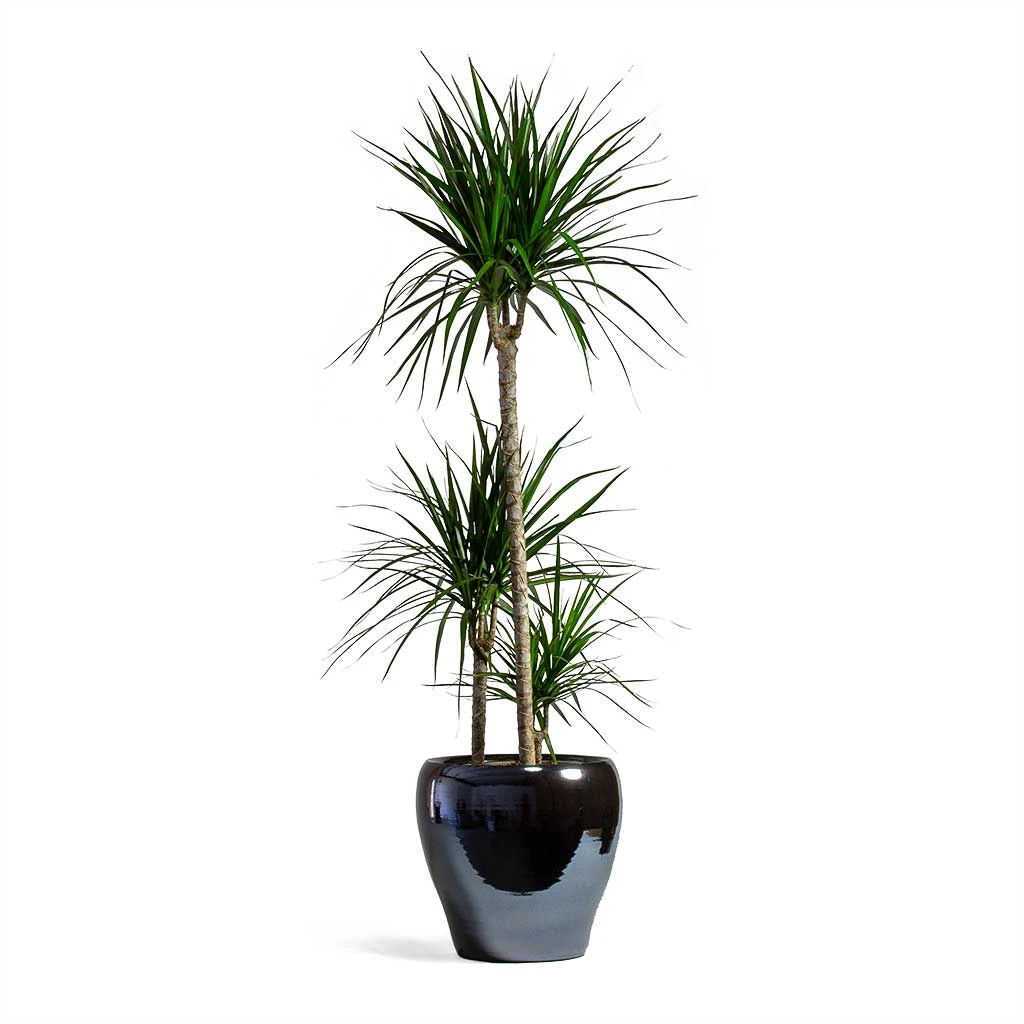 Dracaena Marginata Red Edged - Multi Stem 4 Dracaena Marginata Red Edged - Multi Stem - Image 4