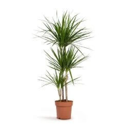 Dracaena Marginata Red Edged - Multi Stem 23 Dracaena Marginata Red Edged - Multi Stem -Hortology Shop Dracaena marginata Red Edged Multi Stem 24x140cm 3stems
