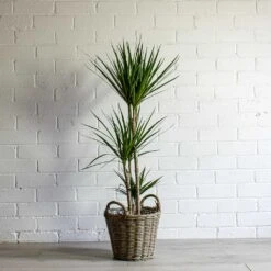 Dracaena Marginata Red Edged - Multi Stem 33 Dracaena Marginata Red Edged - Multi Stem -Hortology Shop Dracaena marginata Red Edged Multi Stem Nanna Wikr Plant Basket natural 46abb40a 307c 4e49 883e e664d90d7408