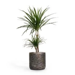 Dracaena Marginata Red Edged - Multi Stem 26 Dracaena Marginata Red Edged - Multi Stem -Hortology Shop Dracaena marginata Red Edged MultiStem 17x85cm Plant Pot Luxe Lite Wrinkle Cylinder Planter Bronze 23x22cm