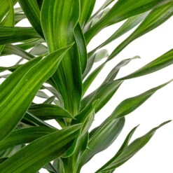 Dracaena Reflexa Song Of Jamaica -Hortology Shop Dracaena reflexa Song of Jamaica SWATCH 2