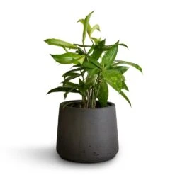 Patt Plant Pot - Black Washed -Hortology Shop Dracaena surculosa 12x40cm Patt Plant Pot Black Washed 17x14cm b71e6e31 f1c7 47e2 89e6 60d7c7340653