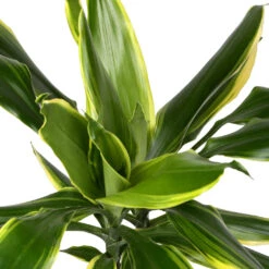 Dracaena Fragrans Golden Coast - Multi Stem -Hortology Shop DracaenafragransGoldenCoast 1