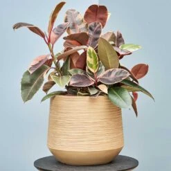 Dune Darcy Planter - Almond -Hortology Shop Dune Darcy Lifesytle