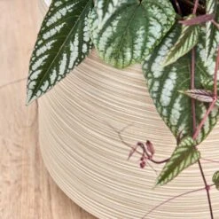 Dune Darcy Planter - Oat 18 Dune Darcy Planter - Oat -Hortology Shop Dune Darcy Oat Close Up 2