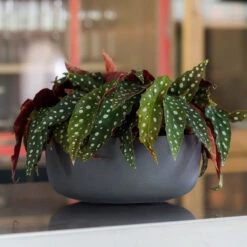 Eav Refined Plant Bowl - Volcano Black 7 Eav Refined Plant Bowl - Volcano Black -Hortology Shop Eav Plant Bowl Volcano Black Lifestyle 002