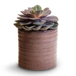 Hera Plant Pot - Purple -Hortology Shop Echeveria Perle Von Nurnberg 10.5x14cm Hera Plant Pot Purple 13x14cm