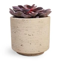 Echeveria Purple Pearl -Hortology Shop Echeveria Purple Pearl 12x15cm 12x25cm Novi Plant Pot Grey Washed 15x13.5cm a32d3654 6b7e 4729 ae4b e242aedc57ee