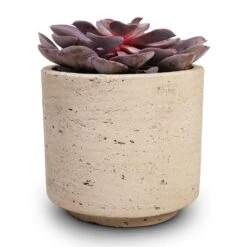 Novi Plant Pot - Grey Washed -Hortology Shop Echeveria Purple Pearl 12x15cm 12x25cm Novi Plant Pot Grey Washed 15x13.5cm c8f4919e 53a6 4425 a2d3 8276c7cc57ad