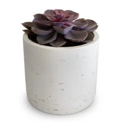 Echeveria Purple Pearl -Hortology Shop Echeveria Purple Pearl 12x15cm Charlie Plant Pot White Washed 15x15cm 2