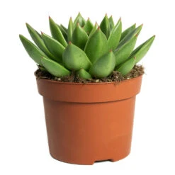 Echeveria Agavoides Miranda -Hortology Shop Echeveria agavoides Miranda 12cm