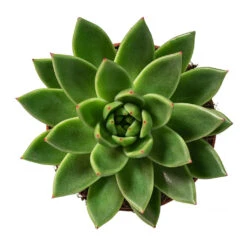 Echeveria Agavoides Miranda -Hortology Shop Echeveria agavoides Miranda 12cm Above