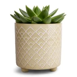 Echeveria Agavoides Miranda -Hortology Shop Echeveria agavoides Miranda 12x15cm Bilbao Plant Pot Pale Jade 14x14cm 9b5a79bd 084a 40bb b775 ef422af6e582