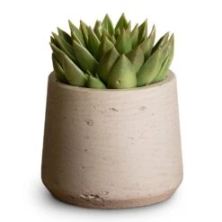 Patt Plant Pot - Grey Washed -Hortology Shop Echeveria agavoides Miranda 12x15cm Patt Plant Pot Grey Washed 17x14cm aed608b0 81da 4b55 818c ae9e54a02e02