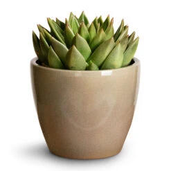 Echeveria Agavoides Miranda -Hortology Shop Echeveria agavoides Miranda 12x15cm Sven Plant Pot Mint 16x13cm