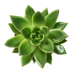 Echeveria Agavoides Miranda -Hortology Shop Echeveria agavoides Miranda 8.5cm Above