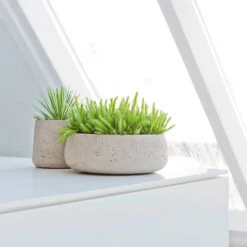 Eileen Plant Bowl - Grey Washed -Hortology Shop Eileen Plant Bowl Grey Washed Succulents