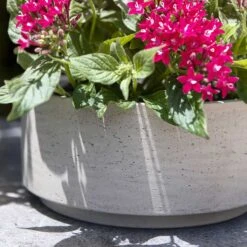 Eli Plant Bowl - Grey Washed -Hortology Shop Eli Plant Bowl Grey Washed Houseplants