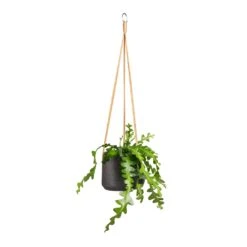 Patt Hanging Plant Pot - Black Washed -Hortology Shop Epiphyllum anguliger Fishbone Cactus 12x20cm Patt Hanging Plant Pot Black Washed 17x14cm 92f31cb7 3a0e 4b4f 8cb1 3abb2a543fe2