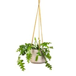 Patt Hanging Plant Pot - Grey Washed -Hortology Shop Epiphyllum anguliger Fishbone Cactus 12x20cm Patt Hanging Plant Pot Grey Washed 17x14cm e60b5487 9bf5 4f5e 9375 152c1e58686d