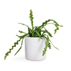 Puk Essentials Planter - Matt White -Hortology Shop Epiphyllum anguliger Fishbone Cactus 12x20cm Puk Planter Matt White 15x15cm 85b595d9 064c 4118 84f4 45cc7d5938fb
