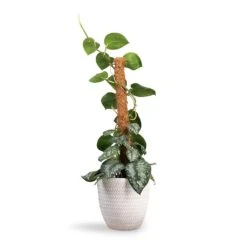 Angle Couple Plant Pot - White -Hortology Shop Epipremnum Trebie Satin Pothos Trebie Moss Pole 19x80cm Angle Couple Plant Pot White 24x23cm