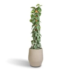 Humus Plant Pot - Concrete -Hortology Shop Epipremnum Trebie Satin Pothos Trebie Moss Pole 27x160cm Humus Plant Pot Concrete 37x42.5cm 86418696 434b 4f12 b4bd d1db9ee20e16