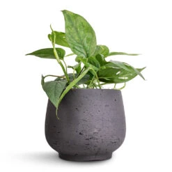 Epipremnum Pinnatum - Cebu Blue Pothos 10 Epipremnum Pinnatum - Cebu Blue Pothos -Hortology Shop Epipremnum aureum Cebu Blue Pothos 12x20cm Mini Pixie Plant Pot Black Washed 18x15cm