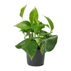 Epipremnum Aureum - Golden Pothos -Hortology Shop Epipremnum aureum Golden Pothos 12cm 2a55aa35 be0e 4a99 ae74 1af73ceac833