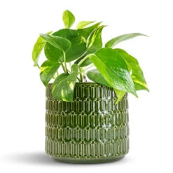 Epipremnum Aureum - Golden Pothos -Hortology Shop Epipremnum aureum Golden Pothos 12x25cm Flor Plant Pot Green 17x15cm
