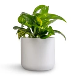 Epipremnum Aureum - Golden Pothos -Hortology Shop Epipremnum aureum Golden Pothos 12x25cm Lisbon Plant Pot White 6bebc7c3 1cc8 4e4a bf30 0863a2d73277