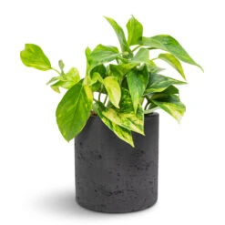 Epipremnum Aureum - Golden Pothos -Hortology Shop Epipremnum aureum Golden Pothos 12x25cm Puk Plant Pot Black Washed 15x15cm 6fa27530 3a0b 4924 8dd7 32bf7bdec574