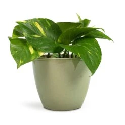 Epipremnum Aureum - Golden Pothos -Hortology Shop Epipremnum aureum Golden Pothos 12x25cm Sven Plant Pot Mint 15x12cm