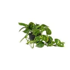 Epipremnum Aureum - Golden Pothos -Hortology Shop Epipremnum aureum Golden Pothos 15x30cm