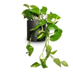 Puk Natural Planter - Matt Black -Hortology Shop Epipremnum aureum Golden Pothos 15x30cm Puk Natural Planter Matt Black 20x20cm