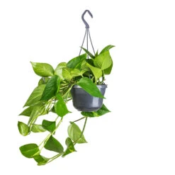 Epipremnum Aureum - Golden Pothos -Hortology Shop Epipremnum aureum Golden Pothos 15x60cm