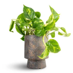 Epipremnum Aureum - Golden Pothos -Hortology Shop Epipremnum aureum Golden Pothos 15x60cm Aily Plant Pot Earth Cement 19x23cm 2