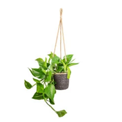 Epipremnum Aureum - Golden Pothos -Hortology Shop Epipremnum aureum Golden Pothos 15x60cm Igmar Hanging Plant Basket Grey 17x14cm 052e2b39 ddc2 4249 97ed f51a75a12a45