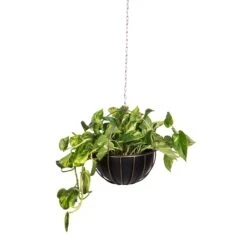 Hortology Shop -Hortology Shop Epipremnum aureum Golden Pothos 20x40cm 10 Kensington Hanging Plant Pot Copper 30x34cm 2
