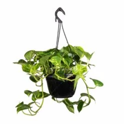 Epipremnum Aureum - Golden Pothos -Hortology Shop Epipremnum aureum Golden Pothos 20x40cm